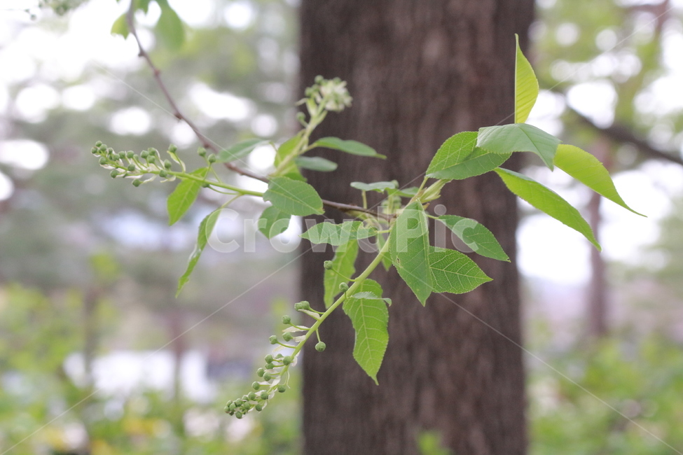 나무,기룽나무,초록,푸른,산,식물,자연,plants,nature