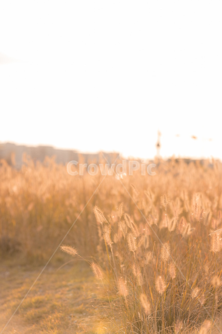 plant,식물,가을,햇살,감성,노을,해질녘,버들,풍경,가을,계절,fall,autumn,season