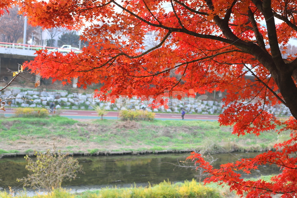 나무,단풍,단풍나무,식물,가을,자연,가을,계절,fall,autumn,season,식물,자연,plants,nature,나무,trees,wood,leaf,잎,plant,tree,maple