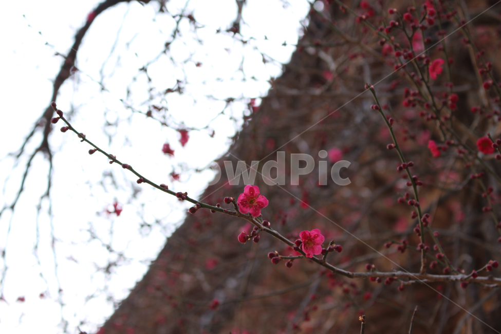 봄,화엄사,화엄사홍매화,매화꽃,홍매화,식물,자연,plants,nature,꽃,flower
