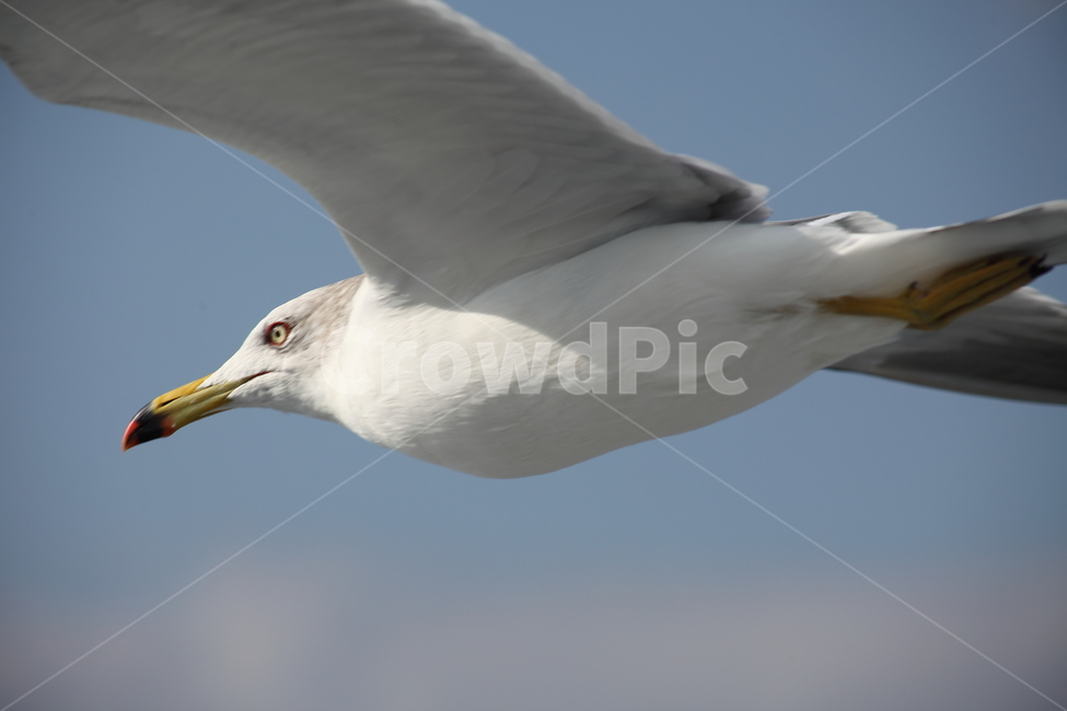 갈매기,바다새,대형조류,commongull,mewgull,laruscrassirostris,괭이갈매기,동물,animal,조류,새,birds