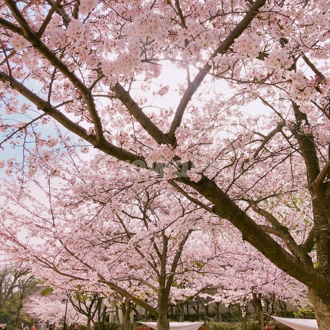 봄,벚꽃,나무,벚꽃나무,flower,봄,계절,spring,season,식물,자연,plants,nature,꽃,flower,plant,blossom