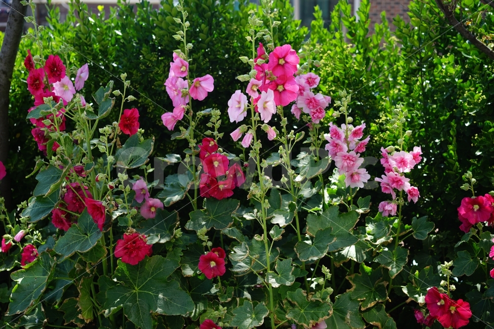 접시꽃,분홍,빨강,초록,여름,꽃,야외,식물,풍경,한국,식물,자연,plants,nature,꽃,flower