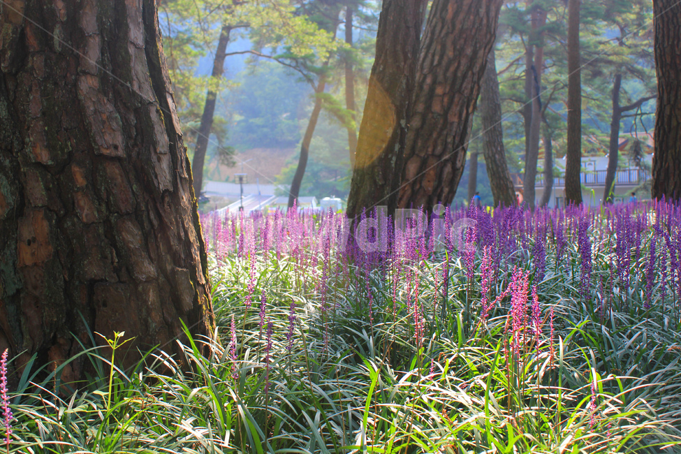 맥문동,꽃,상주맥문동숲,식물,flower,식물,자연,plants,nature,꽃,flower