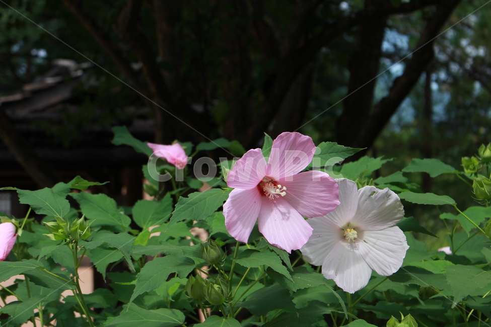 우리나라,무궁화,분홍,흰색,식물,blossom,꽃,plant,flower,식물,자연,plants,nature,꽃,flower
