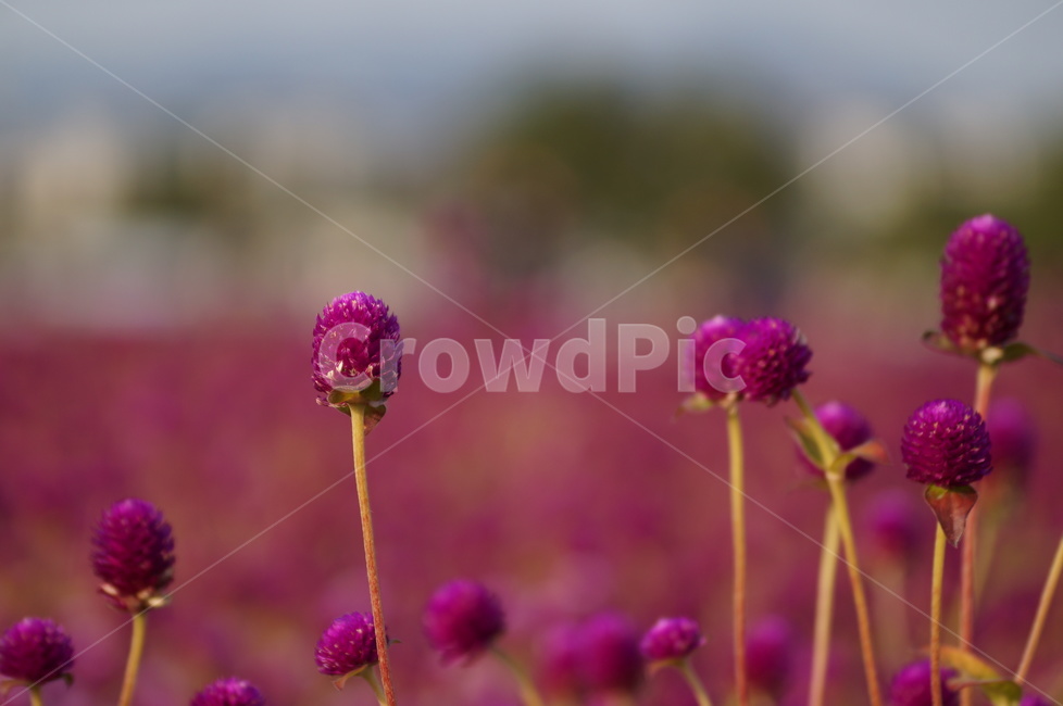 천일홍,꽃축제,꽃길,식물,자연,식물,자연,plants,nature,꽃,flower