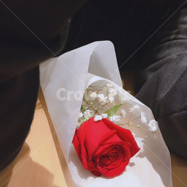 장미,꽃,선물,고백,rose,안개꽃