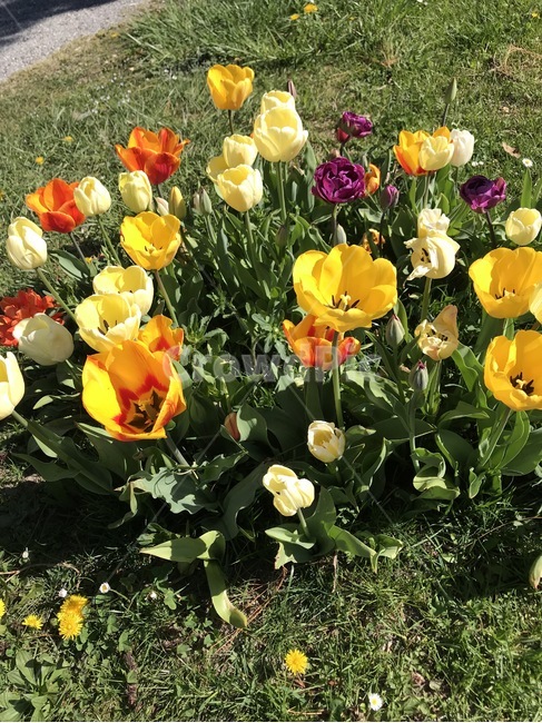 자연,튤립,꽃,노랑색,flower