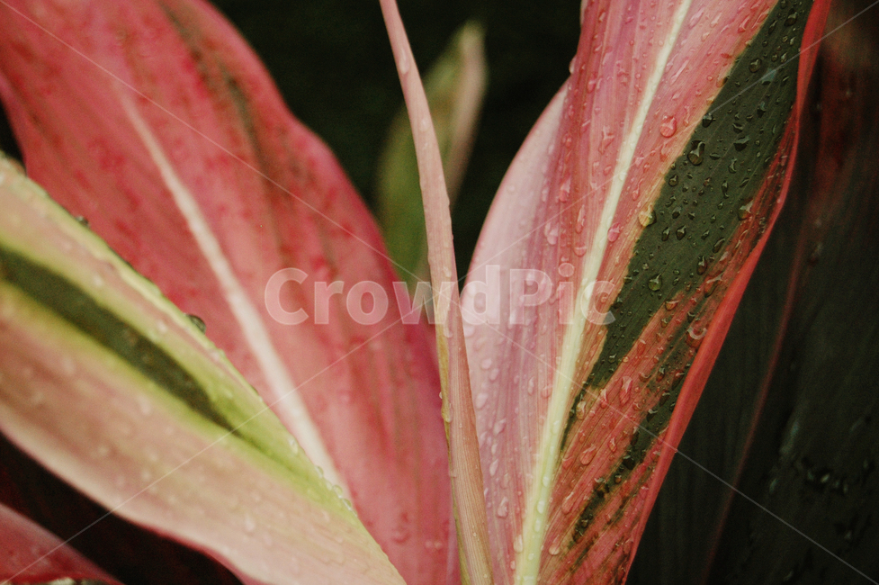 plant,flower,식물,leaf,orchid,난꽃,식물,자연,plants,nature,꽃,flower
