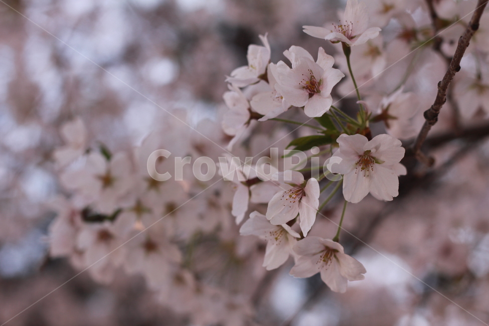 꽃,봄꽃,식물,flower,plants,봄,계절,spring,season,식물,자연,plants,nature,꽃,flower,plant,blossom,cherry blossom,벚꽃