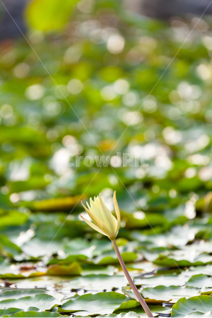 연꽃,환생,불교,빛,연못,한송이,사랑,애타는,식물,자연,plants,nature,꽃,flower