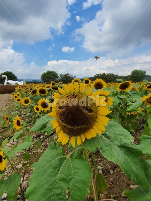 해바라기,웃는해바라기,식물,꽃,노란꽃,벌,식물,자연,plants,nature,꽃,flower
