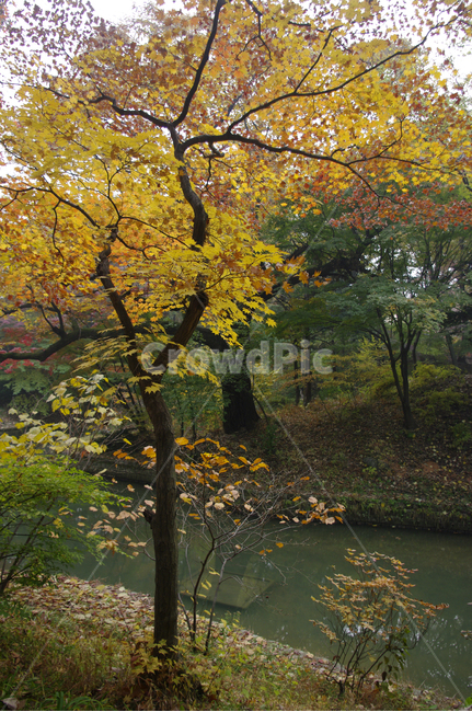 가을,fall,나무,식물,plant,단풍,잎,낙엽,가을,계절,fall,autumn,season,자연,풍경,nature,landscape,tree,tree trunk,나무 줄기