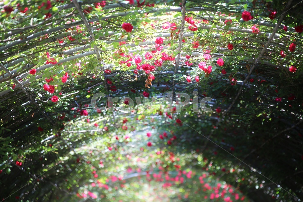 봄,5월,장미,장미터널,논산,빨간장미,봄,계절,spring,season,자연,풍경,nature,landscape,식물,plants,꽃,flower
