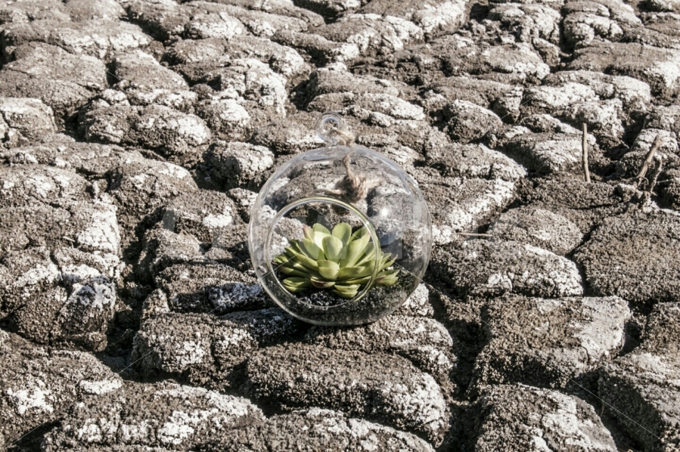 가뭄,가라진땅,척박,메마름,새싹,희망,식물,자연,plants,nature,풍경,landscape,사물,물건,오브젝트,thing,object,matter,animal,동물,snake,뱀,rock,록,plant