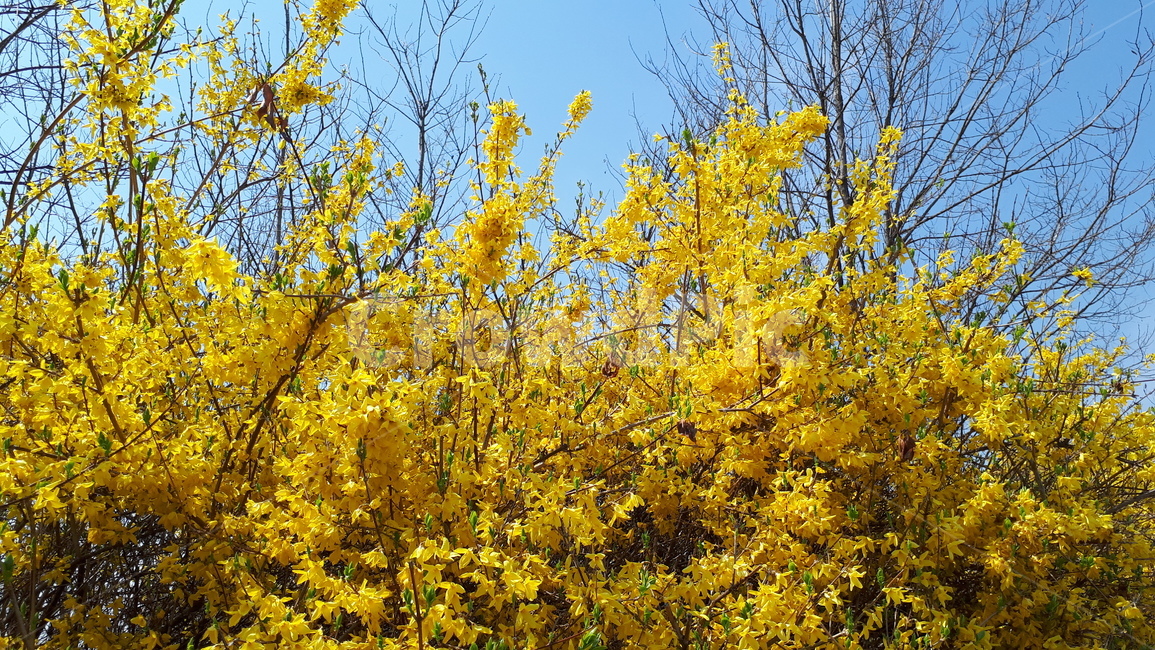 개나리,하늘,노란,나무,봄,식물,자연,plants,nature,꽃,flower