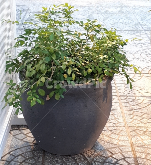 식물,화분,plant,화초,식물인테리어,식물,자연,plants,nature