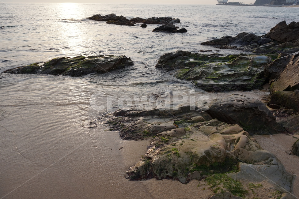 바다,해변,이끼,모래,일출,정동진,자연,풍경,nature,landscape,해변,바다,beach,sea,plant,식물,promontory,곶
