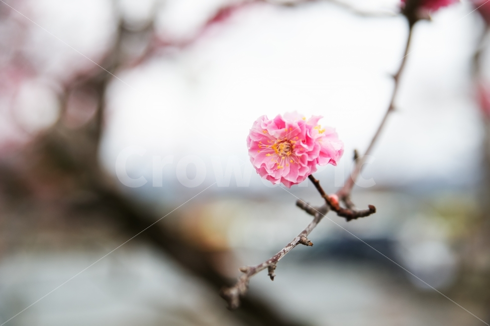 식물,꽃,분홍벚꽃,겹벚꽃,강가,한송이,식물,자연,plants,nature,봄,계절,spring,season,꽃,flower,plant,blossom