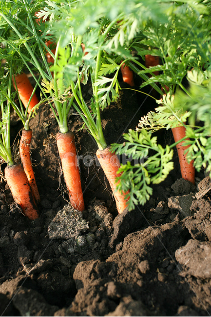 야채,당근,다이어트,건강,유기농,제주,농장,자연,carrot,carrots,food,vegetable,fresh,orange,bunch,organic,healthy,vegetables,green,raw,isolated,root,agriculture,garden,diet,market,vegetarian,leaf,white,harvest,vitamin,ripe,nature,carrotcarrot,farm,closeup,color,colorful,country,diete,cofarmer,farmersmarket,farming,background,greenhealthhealthyfoodshealthylifehealthylifestylehealthylifestylebackground,jejuisland,jejukorea,natural,naturelandscape,nutrition,organicbackground,organicfarm,음식,식재료,요리,food,cook,meal,dishes,food reserves,채소,야채,vegetables,산업,industry,industrial,농업,농사,agriculture,farming,farming industry