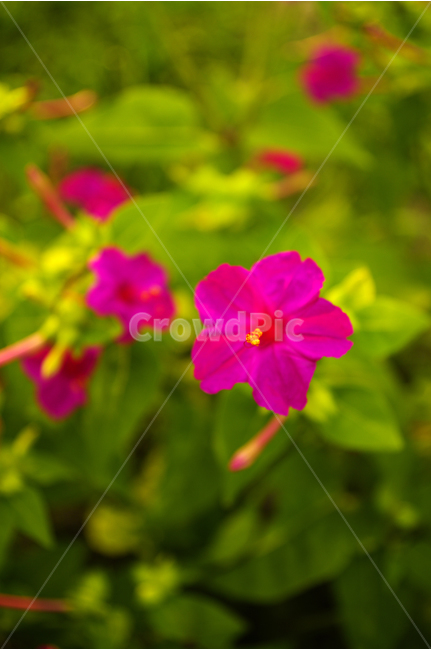 분꽃,꽃,식물,flower,color,nature,자연,식물,자연,plants,nature,꽃,flower