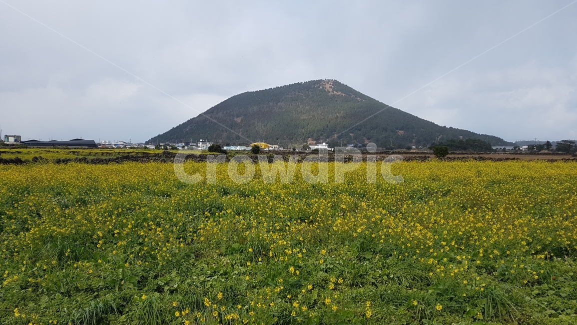 제주,풍경,유채꽃,꽃,산,여행,마을,구도,자연,풍경,nature,landscape,한국자연풍경,한국자연경관,korea nature landscape,제주도,jeju,jeju island,outdoors,옥외,grassland,목초지,field,들