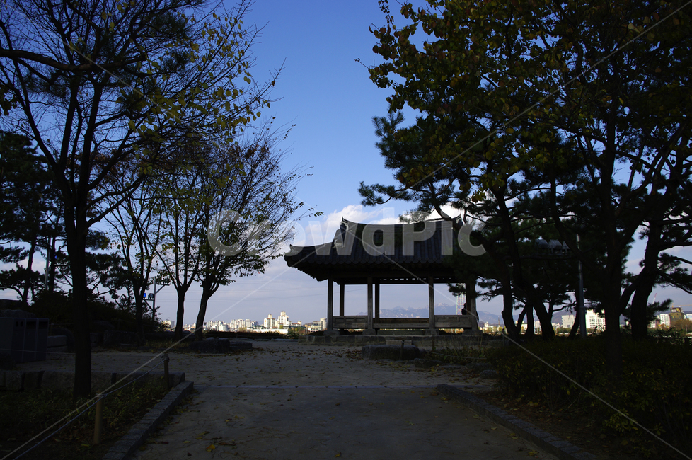 나무,하늘,정자,공원,식물,자연,풍경,nature,landscape,한국자연풍경,한국자연경관,korea nature landscape