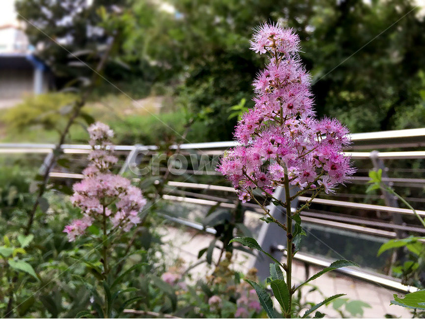 야생화,들꽃,가을꽃,가을야생화,가을,식물,자연,꽃,생명,식물,자연,plants,nature,꽃,flower