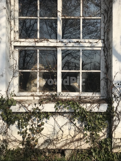 창문,window,석고상,담쟁이덩쿨,식물,건축물,건물외관,exterior,building,structure,architecture,construction