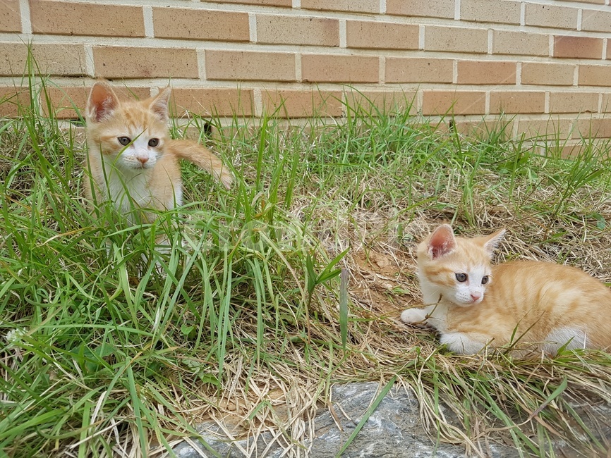 cat,고양이,애완동물,고양이새끼,kitten,pet,동물,포유류,animal,mammal,길고양이,동물,animal,포유류,mammal,고양이,cat,kitten,kitty