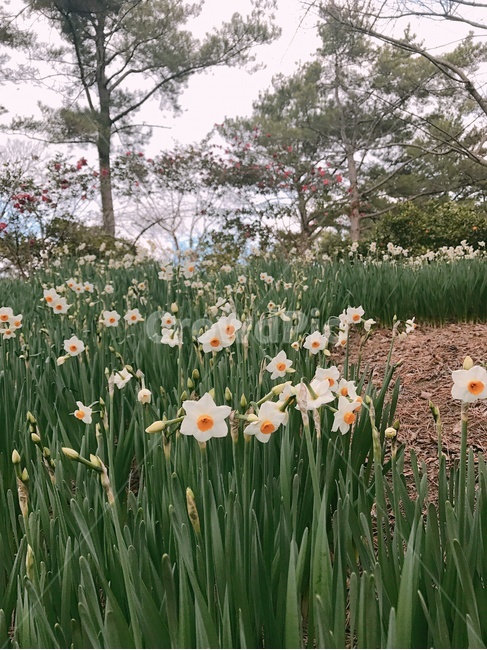 꽃,식물,flower,풍경,자연,landscape,plants