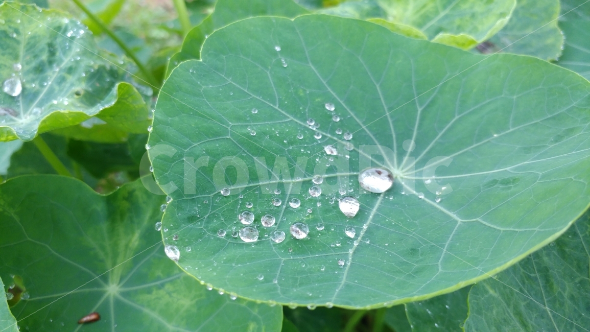소나기,빗방울,잎사귀,초록,자연,식물,자연,plants,nature