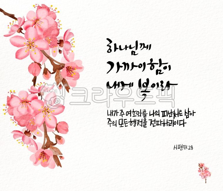 plant,식물,교회,기독교,성구,성경말씀,좋은글귀,말씀카드,성경구절,캘리그라피,성구캘리그라피,하나님,꽃,플로랄디자인,벚꽃,봄꽃,분홍,핑크,시편