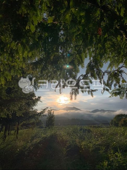 sunlight, 나무, flare, 식물, 햇빛, 사진,이미지,일러스트,캘리그라피 - 공간의 연결작가