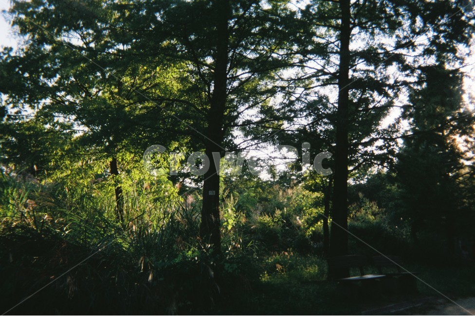 필름,감성사진,풍경,필름카메라,배경,자연,자연풍경,폰배경,나무,하늘,nature,landscape,자연,풍경,nature,landscape,tree,plant,식물,vegetation,초목