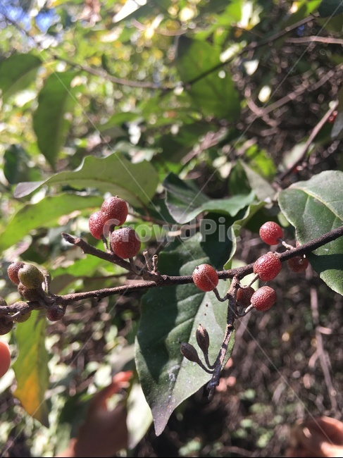 plant,식물,나무,열매,봄,여름,가을,나뭇잎,잎,잎사귀,가지