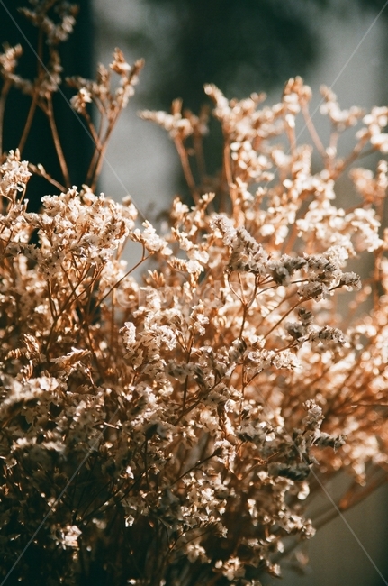 드라이플라워,꽃,빛,안개꽃,꽃다발,식물,자연,plants,nature,꽃,flower,감성,sensible,feeling
