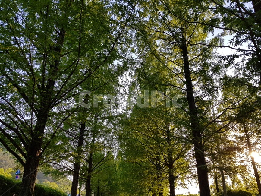 나무길,가로수길,나무,푸른,초록색,식물,tree,plant,자연,풍경,nature,landscape