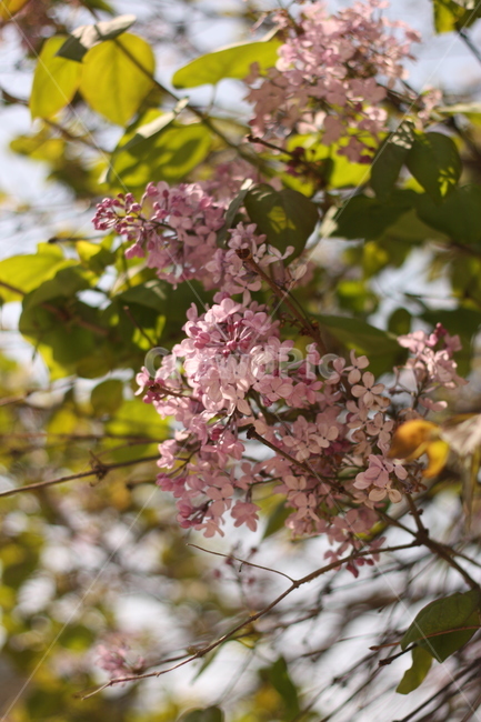 봄꽃,꽃,식물,라일락,수수꽃다리,lilac,flower