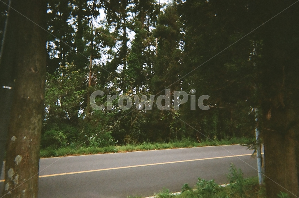 숲속도로,숲,도로,나무,자연,초록,tree,road,nature