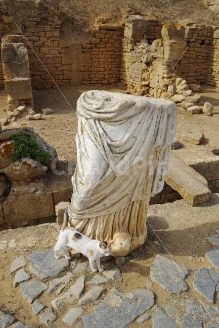 모로코,여행,라바트,maroc,travel,rabat,고양이,CAT,동물,animal,해외,외국,세계,foreign,oversea,world,고양이,cat,kitten,kitty,포유류,mammal