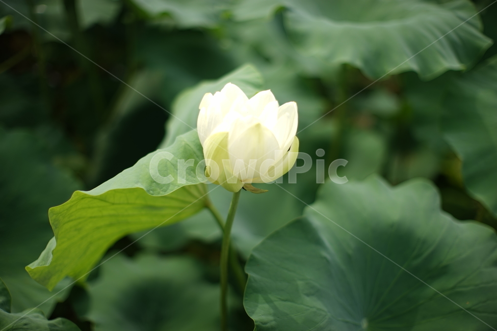 연꽃,여름,여름연꽃,꽃,한국,식물,자연,plants,nature,꽃,flower