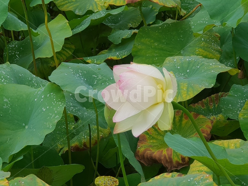 연꽃,꽃,수련,식물,lotusblossom,flower,연,수초,식물,자연,plants,nature,꽃,flower