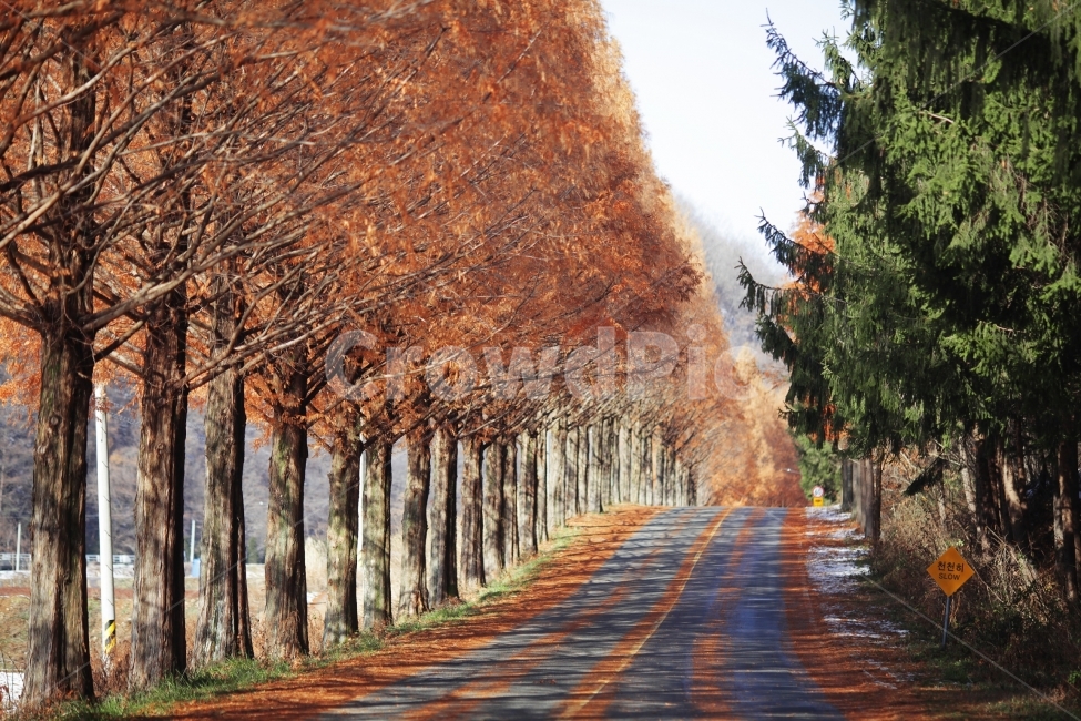 풍경,자연,길,모래재,메타스콰이어,감성,가을,단풍,가을풍경,가을,계절,fall,autumn,season,자연,풍경,nature,landscape,한국자연풍경,한국자연경관,korea nature landscape,plant,식물,tree,나무