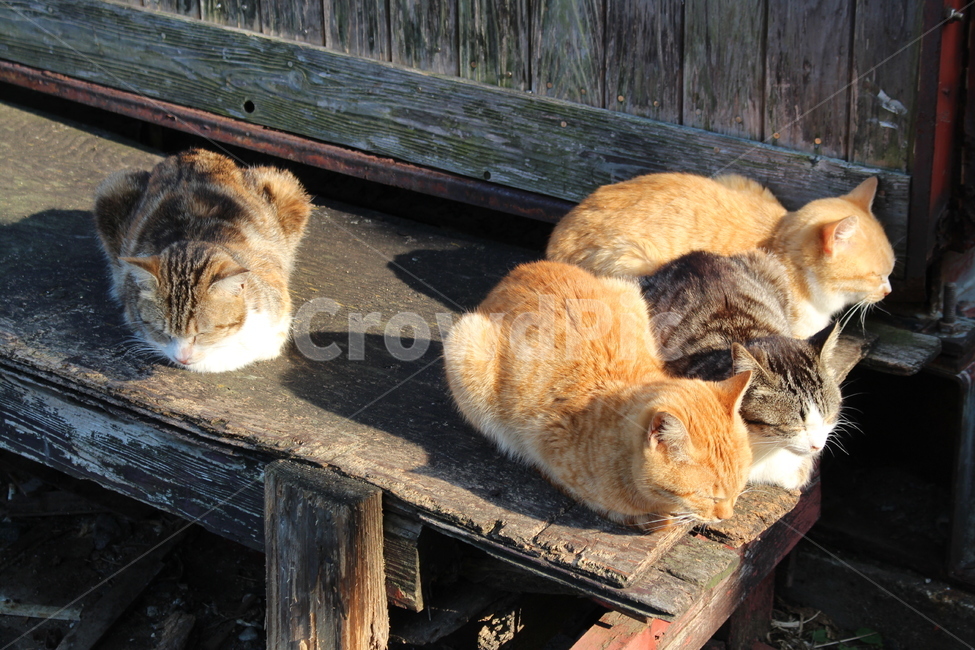 고양이섬,아이노시마,고양이,길냥이,cat,straycat,동물,동물,animal,포유류,mammal,고양이,cat,kitten,kitty