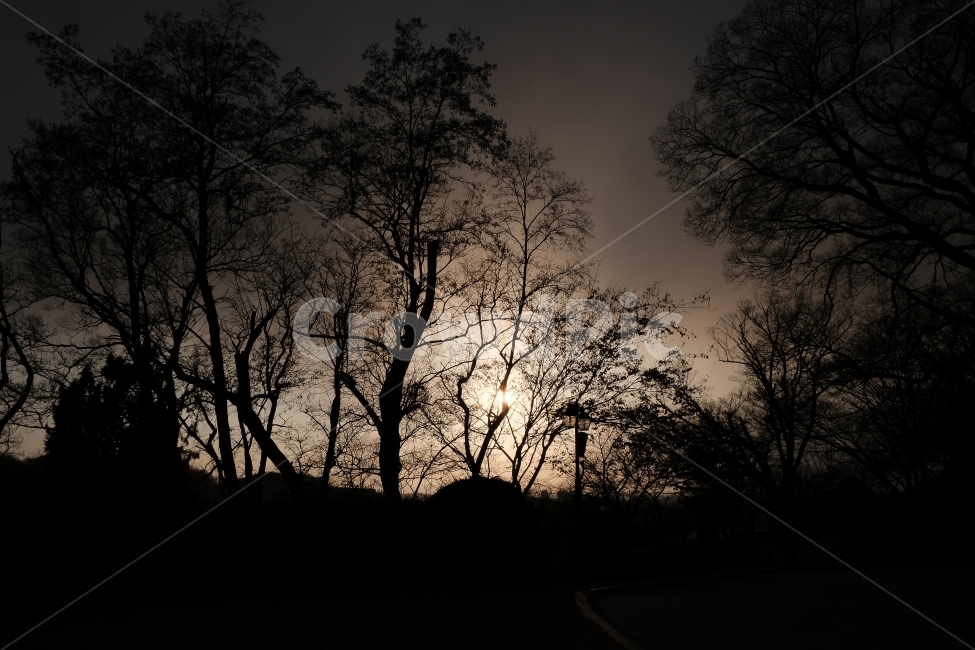 일몰,황금,나무,실루엣,자연,풍경,공세리성당,자연,풍경,nature,landscape,실루엣,그림자,silhouette,shadow,outdoors,옥외,dusk,황혼,dawn,새벽,red sky,붉은 하늘,sky,하늘,sunset