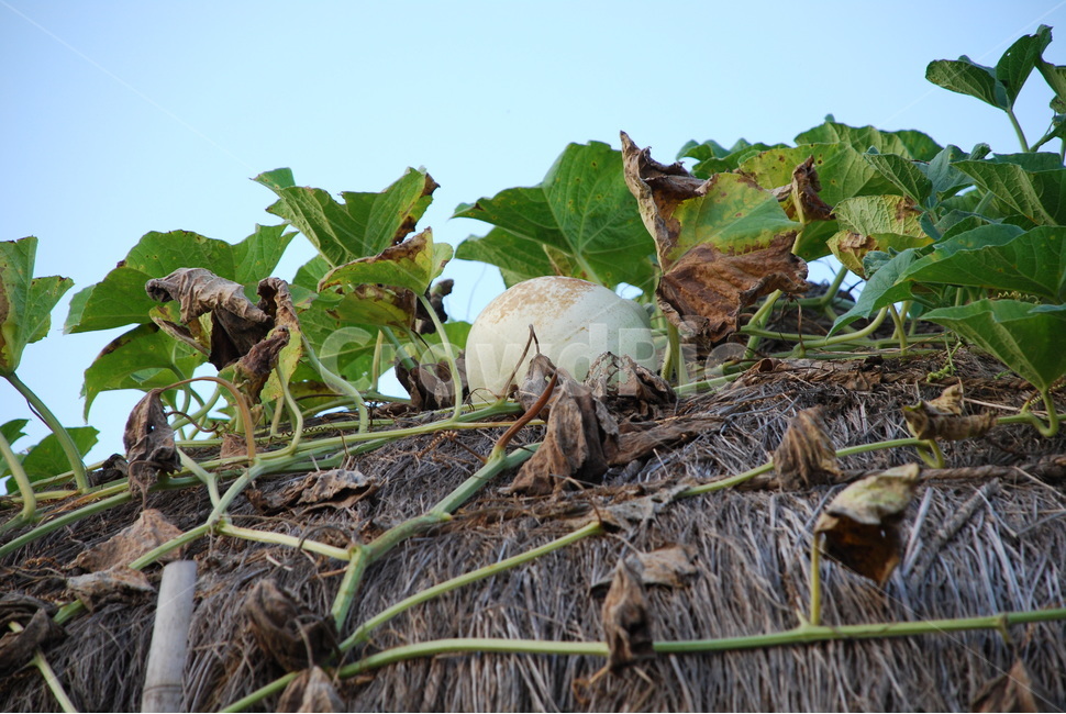 초가집,박,한국전통,전통가옥,조롱박,식물,자연,plants,nature,과일,열매,fruit