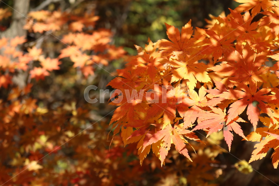 단풍,단풍나무,빨간색,가을,단풍잎,나무,나뭇잎,가을,계절,fall,autumn,season,plant,식물,leaf,잎,tree