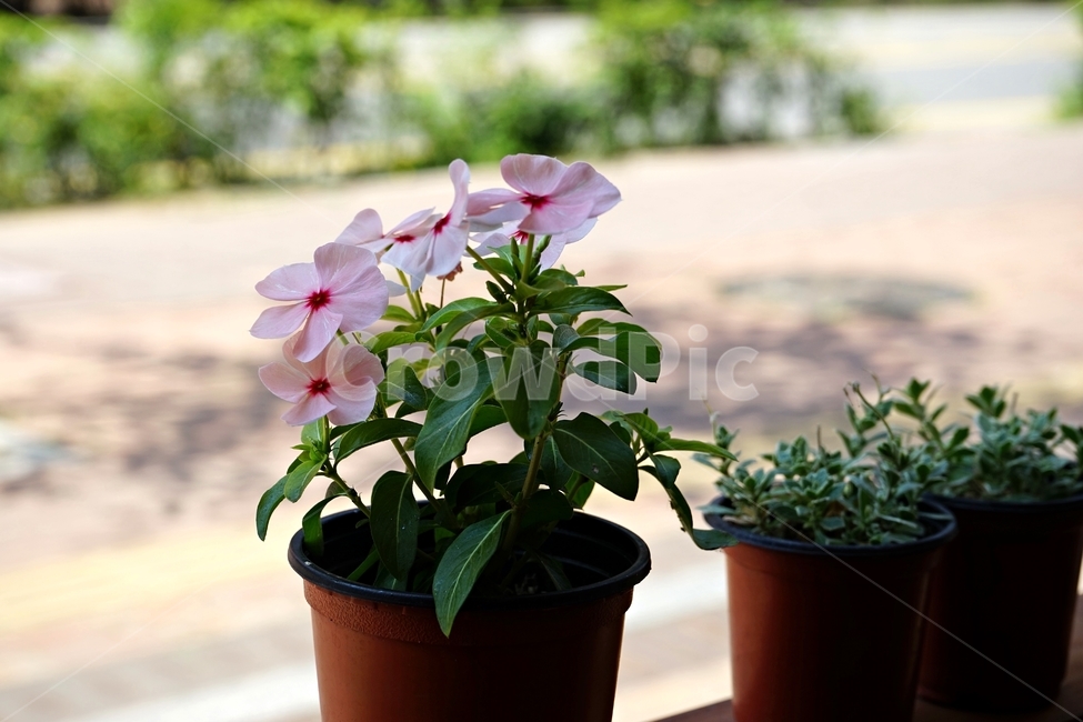 화분,꽃,분홍,식물,bloom,flower,pot,nature,beautiful,plant,꽃,flower,실내용화초,화분,화초,house plant