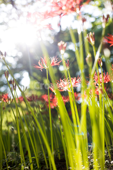 불갑사,꽃무릇,상사화,붉은꽃,꽃,식물,자연,plants,nature,꽃,flower,휴식,힐링,rest,relaxation,healing